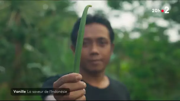 Vanille, la saveur de l'Indonésie