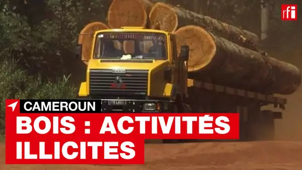 Cameroun: un rapport met en lumière les activités illicites dans l'exportation de bois