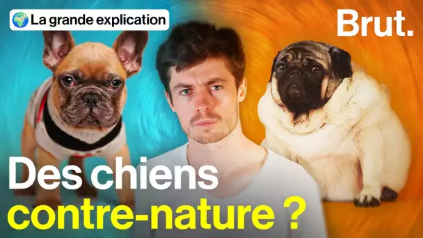 Chiens au nez écrasé : la terrible réalité