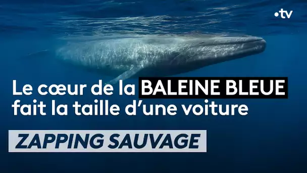 Le cœur de la baleine bleue fait la taille... d'une voiture - ZAPPING SAUVAGE