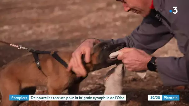 L'entraînement par le jeu des chiens de la brigade cynophile des sapeurs-pompiers de l'Oise