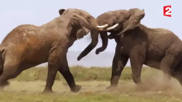 Combat d&#039;éléphants impressionnant - ZAPPING SAUVAGE