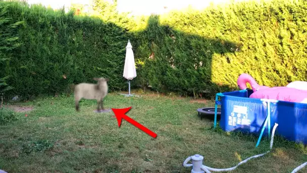 J'ai ACHETER un MOUTON pour L'AID ... Je le GARDE dans mon JARDIN !