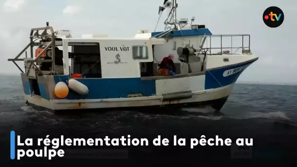 La réglementation de la pêche au poulpe