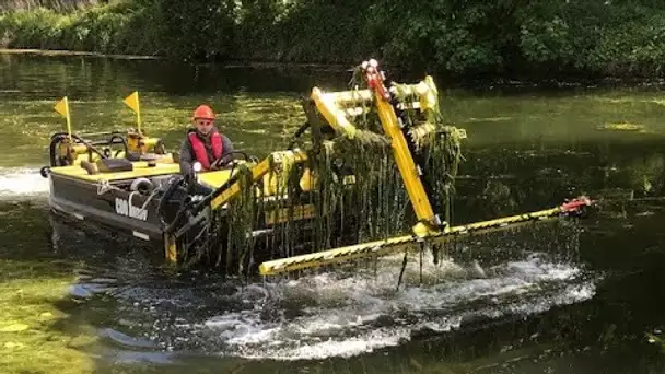 Amiens : la lutte contre le myriophylle, plante aquatique invasive dans la Somme