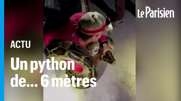 6 mètres de long, 57 kilos... les folles images d'un python capturé à mains nues en Floride
