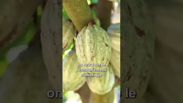 Pâques : les chocolats coûteront plus cher cette année