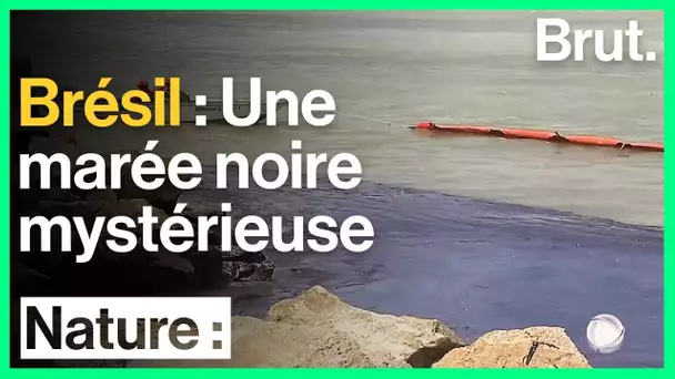 Brésil : des galettes de pétrole ont envahi une centaine de plages