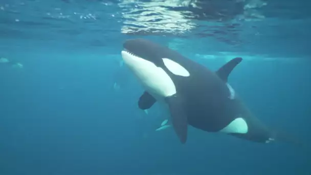 Il est Niçois et nage avec les orques au milieu des fjords !