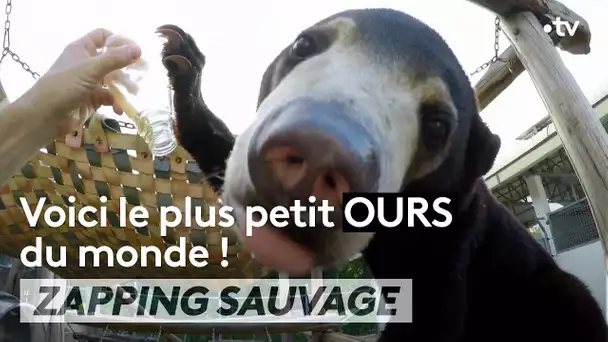 Voici le plus petit ours du monde (avec un gros cerveau !) - ZAPPING SAUVAGE