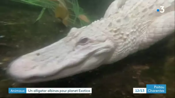 Royan : un alligator albinos vient d'arriver à Planet Exotica