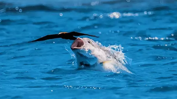 Un poisson gobe un oiseau en plein vol - ZAPPING SAUVAGE