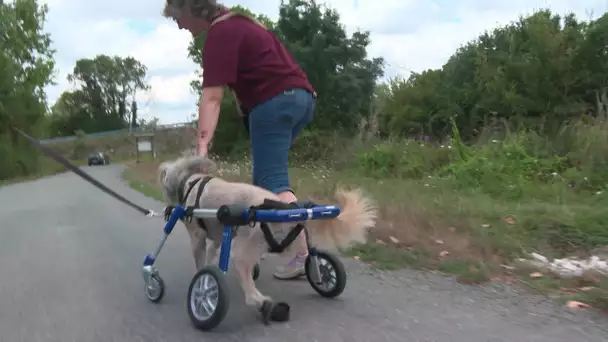 Un fauteuil roulant pour les chiens