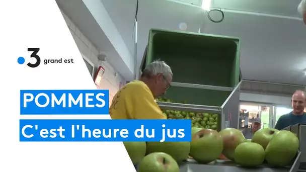 Agriculture : faites du jus avec vos pommes précoces