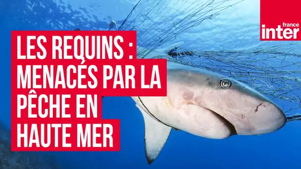 Les requins : menacés par la pêche en haute-mer - Sur le Green avec Eric Clua