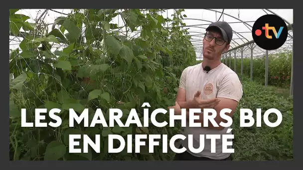 Les maraîchers bio en difficulté face aux intempéries des derniers mois