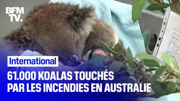 61.000 koalas touchés par les incendies en Australie