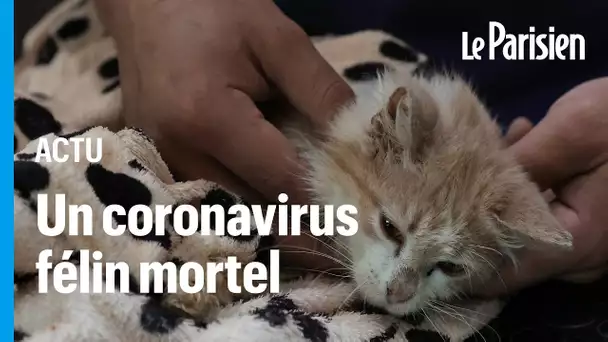 Chypre : un coronavirus a tué 300 000 chats depuis janvier