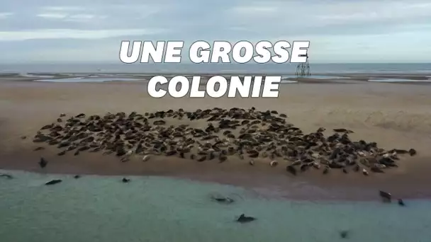 Les phoques font leur retour sur la Côte d’Opale près de Calais