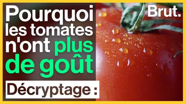 Pourquoi les tomates n'ont plus de goût