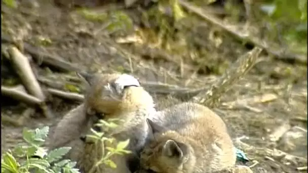 L'Hermine, le Renard et le Blaireau - Documentaire animalier