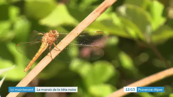 Rognac, découvrons le marais de la tête noire, son écosystème et une jeune photographe passionnée