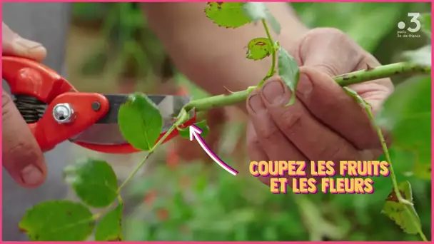 Les #TutosJardin de Jean-Pierre : Comment bouturer votre rosier ? (3/4)