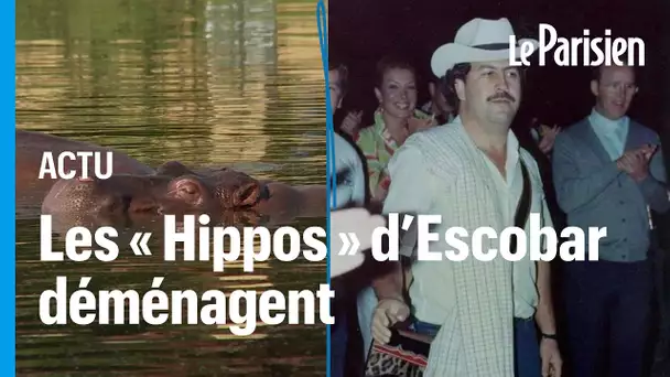 Colombie : les hippopotames de Pablo Escobar vont être transférés en Inde et au Mexique