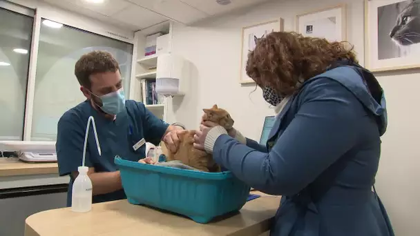 En Normandie, une clinique 100% féline et un centre de rééducation et de bien-être animal