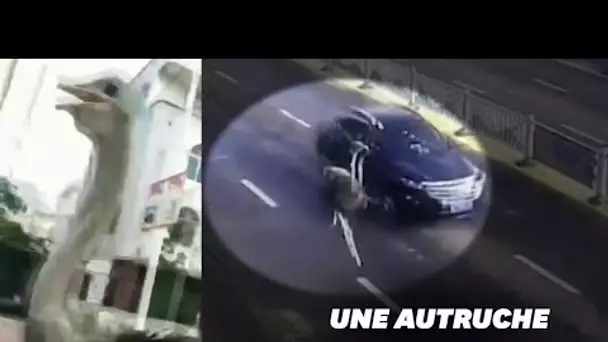 Son autruche de compagnie s'échappe et sème la pagaille sur la route