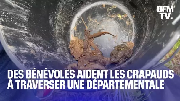 Seine-Maritime: des bénévoles aident les crapauds à traverser la route pour éviter "un carnage"