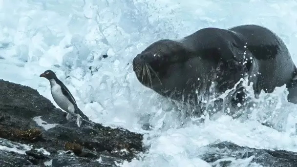 Une énorme otarie attaque des gorfous - ZAPPING SAUVAGE