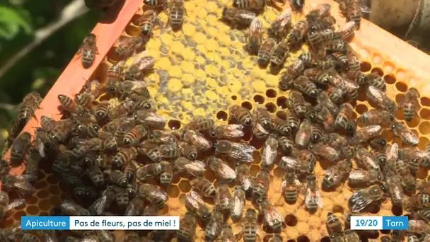 Pas de miel de printemps dans le Tarn, les abeilles piégées par le gel