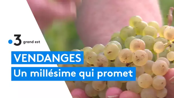 Les vendanges ont démarré sous les meilleurs auspices dans le toulois