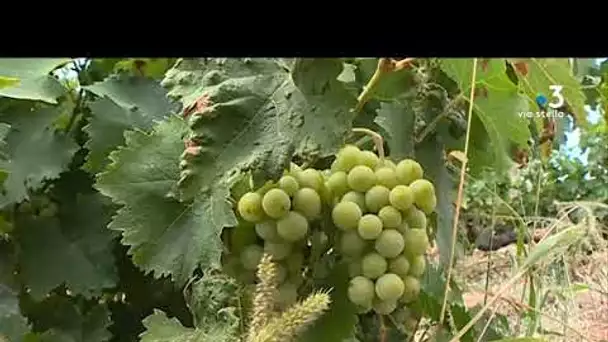 Les vendanges 2019 en Corse, qu'en attendre?