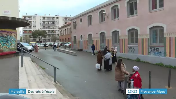 Marseille : des rats ont envahi l'école