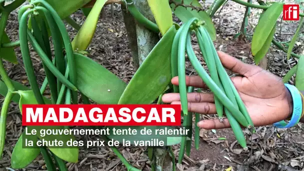 Madagascar : le gouvernement tente de ralentir la chute des prix de la vanille