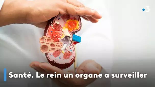 Santé. Le rein un organe a surveiller