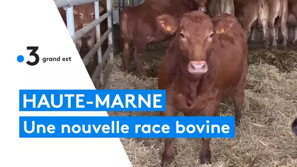 La Redyblack, une nouvelle vache dans le paysage haut-marnais
