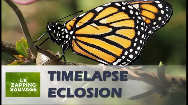 Splendide naissance de papillon (timelapse) - ZAPPING SAUVAGE 34