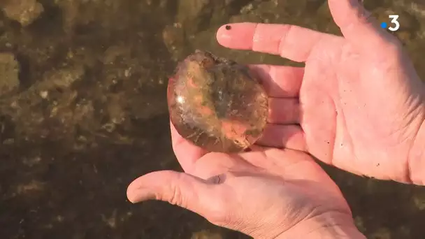 Des méduses au lac de Vassivière ?