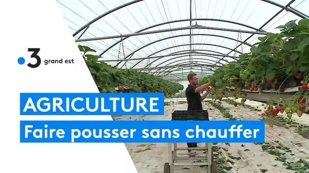 Le maraîchage en serre froide : faire pousser sans chauffer