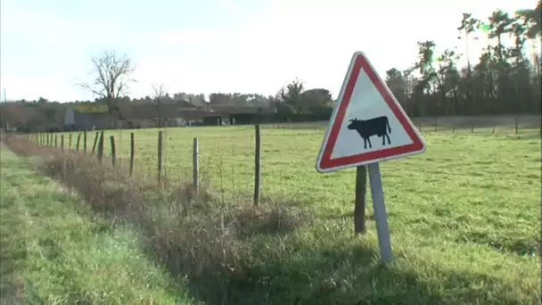 Le Mystère des Tueurs de Vaches