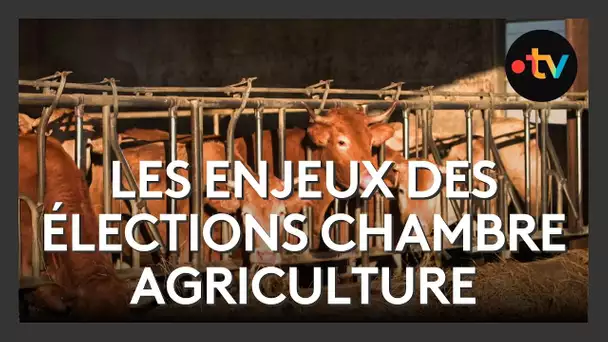 Elections à la chambre d'agriculture : enjeux du scrutin au Pays basque