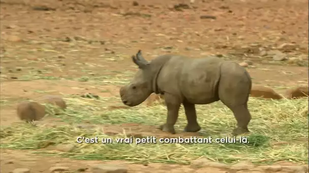 Vivre avec les animaux sauvages, j&#039;ai décidé de changer de vie