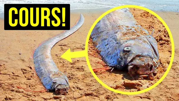 Si Tu Aperçois Ce Poisson, Trouve Rapidement Un Abri