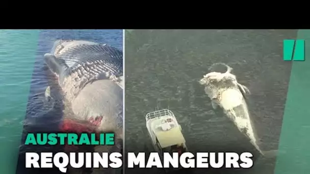 En Australie, des plages fermées à cause de dizaines de requins dévorant une baleine