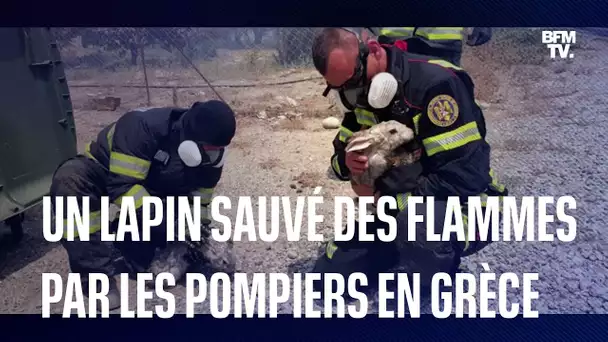 Incendies en Grèce: un lapin sauvé des flammes par les pompiers