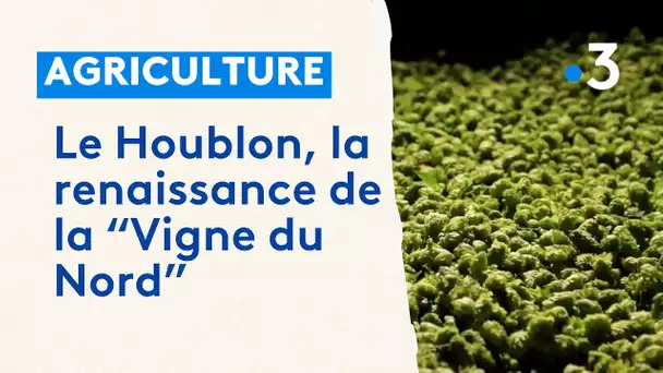 Le Houblon, la renaissance de la “Vigne du Nord”