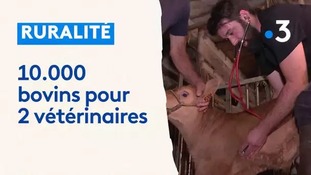 10 000 bovins pour deux vétérinaires, Corrèze cherche vétos !